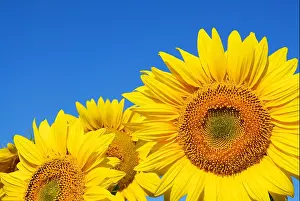 Green Growth Prints: sunflower on blue sky background