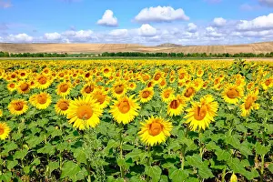 Santiago Prints: Sunflower field on the Way of Saint James (Camino de Santiago) before Recedilla del Camino