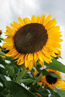 Verticals Prints: sunflower, sunflowers