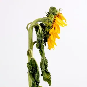 Breeds Prints: Sunflower, withering