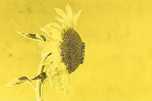 Pipes Prints: sunflower on yellow background
