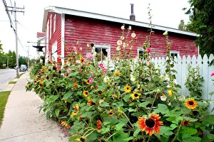 Sunflowers Prints: SUNFLOWERS AND HOLLYHOCKS ON MAIN STREET IN BAILEYS HARBOR DOOR COUNTY WISCONSIN USA IN SUMMER