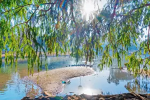 Riverside California Prints: Sunlight filters through branches