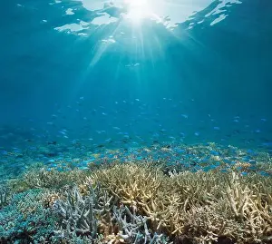 Sunbeams Prints: Sunlight underwater with a coral reef and a school of fish (Chromis viridis)