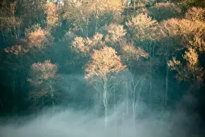 Winter Trees Prints: sunlit forest