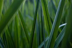 Green Foliage Prints: Sunlit green reeds in shallow depth of field