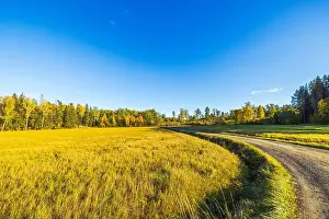 Forest Edge Prints: Sunny autumn field with yellow grass and winding dirt road leading towards forest of trees with colorful foliage