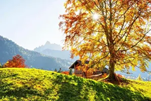 Dolomiten Prints: Sunny autumn landscape of italian countryside with orange tree and wooden cabin