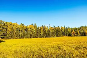 Forest Edge Prints: Sunny autumn meadow with tall grass and trees in background under clear blue sky. Sweden