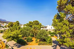Paved Prints: Sunny garden with lush green trees and plants along paved path in peaceful resort surrounded by nature