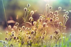 Natural Background Prints: Sunny meadow