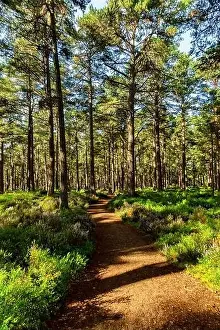 Biome Prints: A sunny path in the Abernethy Forest at Nethy Bridge in the Cairngorms National Park
