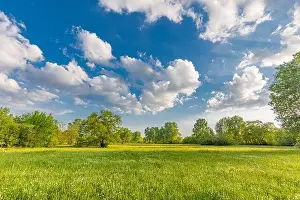 Sunny spring summer landscape, green forest trees, meadow flowers field panoramic vibrant rural nature with cloudy blue sky. Idyllic nature scenic