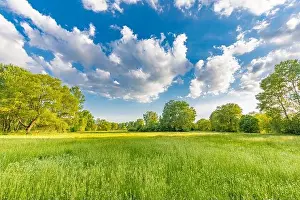 Sunny spring summer landscape, green forest trees, meadow flowers field panoramic vibrant rural nature with cloudy blue sky. Idyllic nature scenic