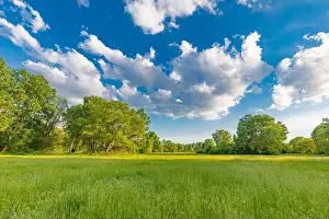 Sunny spring summer landscape, green forest trees, meadow flowers field panoramic vibrant rural nature with cloudy blue sky. Idyllic nature scenic