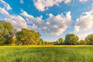 Sunny spring summer landscape, green forest trees, meadow flowers field panoramic vibrant rural nature with cloudy blue sky. Idyllic nature scenic