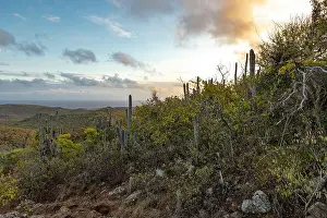 Overgrown Prints: Sunrise over Christoffel National Park during the hike up to the top of Christoffel mountain on the Caribbean island