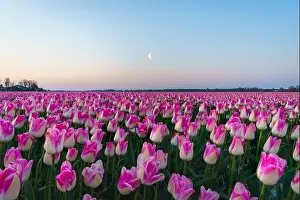 Sunrise landscapes of a pink tulip field in Keukenhof, Lisse at sunrise in Netherlands