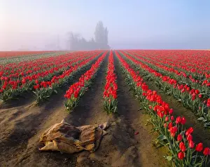 Early Morning Prints: Sunrise with red tulips in early morning light as fog lifts in Mount Vernon