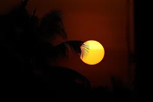 Sunset Sky Prints: Sunset behind coconut palm trees with orange sky in Sri Lanka