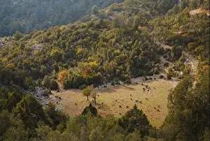 Fethiye Prints: Sunset light over hills around of the Babadag mountain Turkey with herd of goats