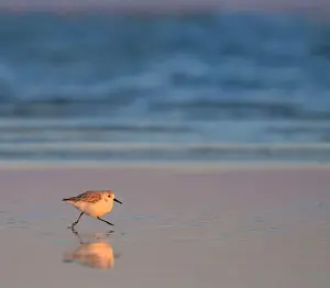 Alba Prints: Sunset ocean beach landscape with running sanderling (Calidris alba)