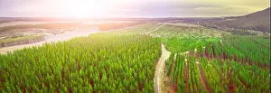 Sunset over pine trees plantation in Melbourne, Australia - aerial panorama