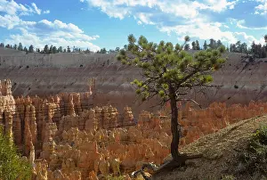 Amphitheater Prints: Sunset Point, Bryce, UT 890825 102