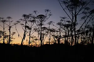 Dirt Road Prints: Sunset sky. Evening in the forest. Evening landscape. Silhouettes of trees