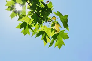 Backlit Prints: Sunshine, Back Lighting sunlight on Maple leaves