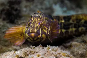 Cold Water Prints: Super klipfish (Clinus superciliosus) with beautiful coloration and pattern on the sea floor facing the camera