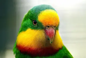 Facts Prints: The Superb Parrot (*Polytelis swainsonii*)