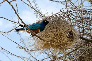 Weaver Prints: Superb starling about to enter a weaver's nest