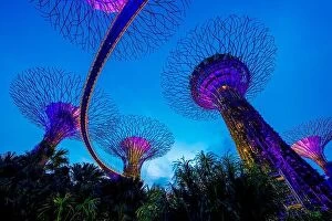 Images Dated 26th February 2017: Supertree garden at night, Garden by the Bay, Singapore