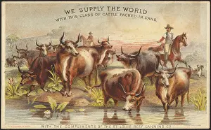 Packed Prints: We supply the world with this class of cattle packed in cans