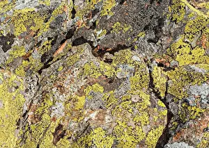 Lichen Prints: surface of the stone is covered with yellow green lichens and moss Natural abstract textured background with copy space