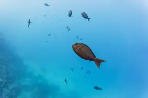 Sweetlips Prints: Surgeon fish in the coral reef of Maldives island