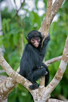 Young Animal Prints: Suriname, Kwamalasamutu, Black spider monkey ( Ateles paniscus ). Young