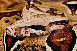 Constrictor Prints: Suriname red-tailed boa (Boa constrictor constrictor)