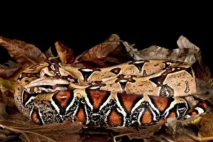 Constrictor Prints: Suriname red tailed Boa (Boa constrictor constrictor)