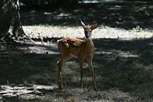White Tail Prints: Surprised fawn in nature