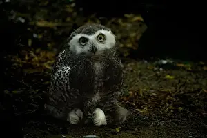 Fluff Prints: Surprised juvenile snowy owl with open mouth