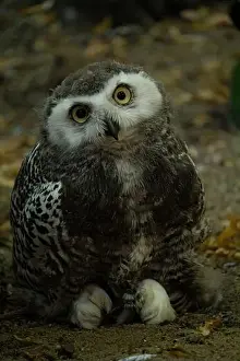 Fluff Prints: Surprised juvenile snowy owl with open mouth