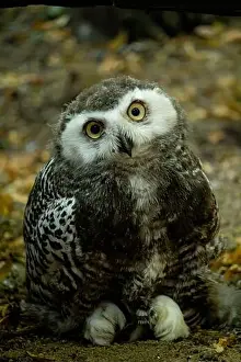 Fluff Prints: Surprised juvenile snowy owl with open mouth