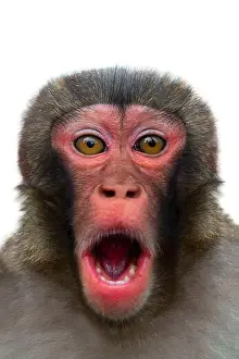 Macaque Prints: surprised monkey with big eyes isolated on white background