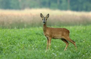 Camera Prints: Surprised roe deer, capreolus capreolus