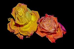 Fade Prints: surreal aged yellow orange rose blossom couple macro