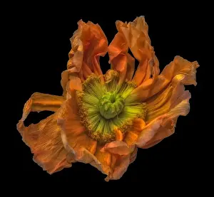 Still Life Flower Prints: Surreal floral fine art still life detailed color macro flower portrait of a single isolated wide opened dark orange