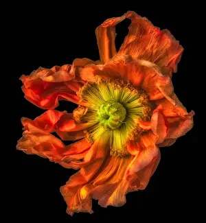 Surreal floral fine art still life detailed color macro flower portrait of a single isolated wide opened dark orange