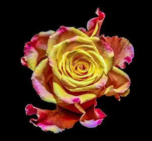 Fantastic Realism Prints: Surrealistic bright rose blossom macro fantasy portrait